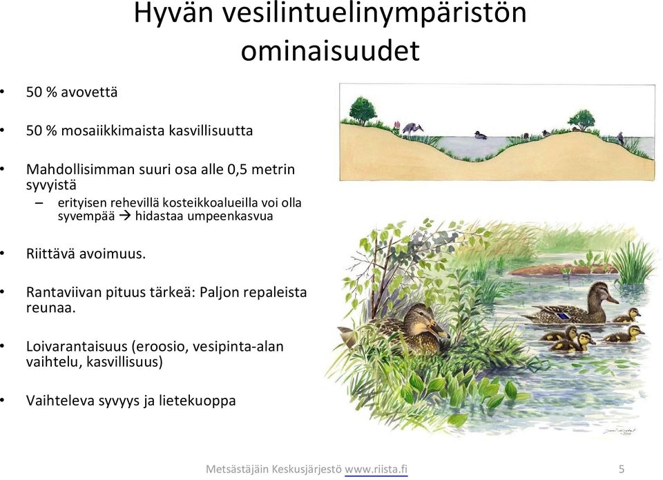 umpeenkasvua Riittävä avoimuus. Rantaviivan pituus tärkeä: Paljon repaleista reunaa.