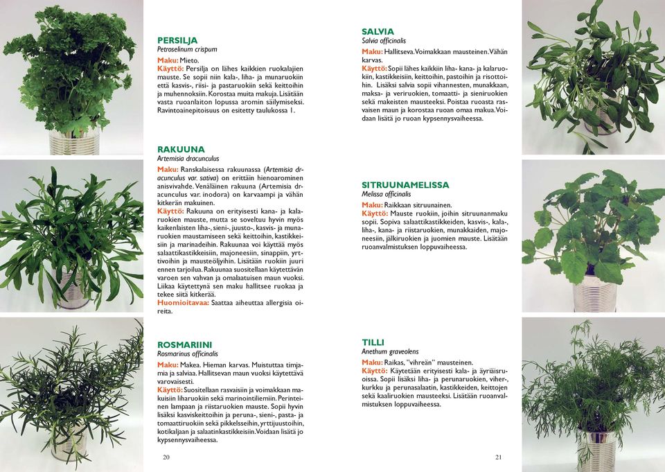 Ravintoainepitoisuus on esitetty taulukossa 1. SALVIA Salvia offi cinalis Maku: Hallitseva. Voimakkaan mausteinen. Vähän karvas.