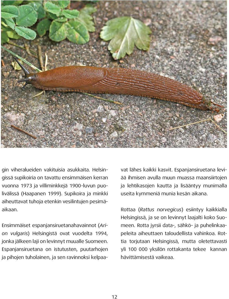 Ensimmäiset espanjansiruetanahavainnot (Arion vulgaris) Helsingistä ovat vuodelta 1994, jonka jälkeen laji on levinnyt muualle Suomeen.