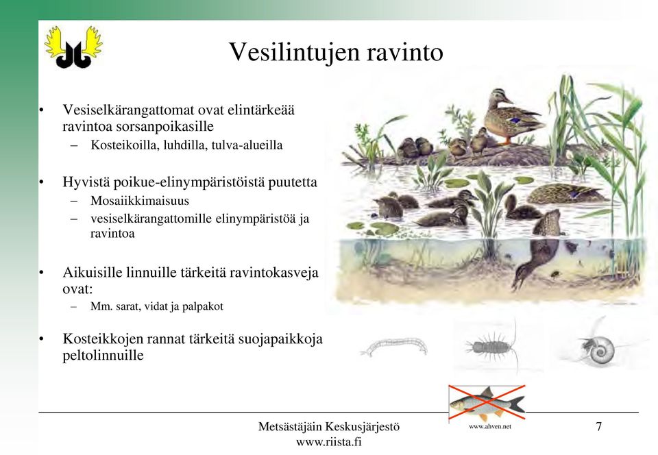 elinympäristöä ja ravintoa Aikuisille linnuille tärkeitä ravintokasveja ovat: Mm.
