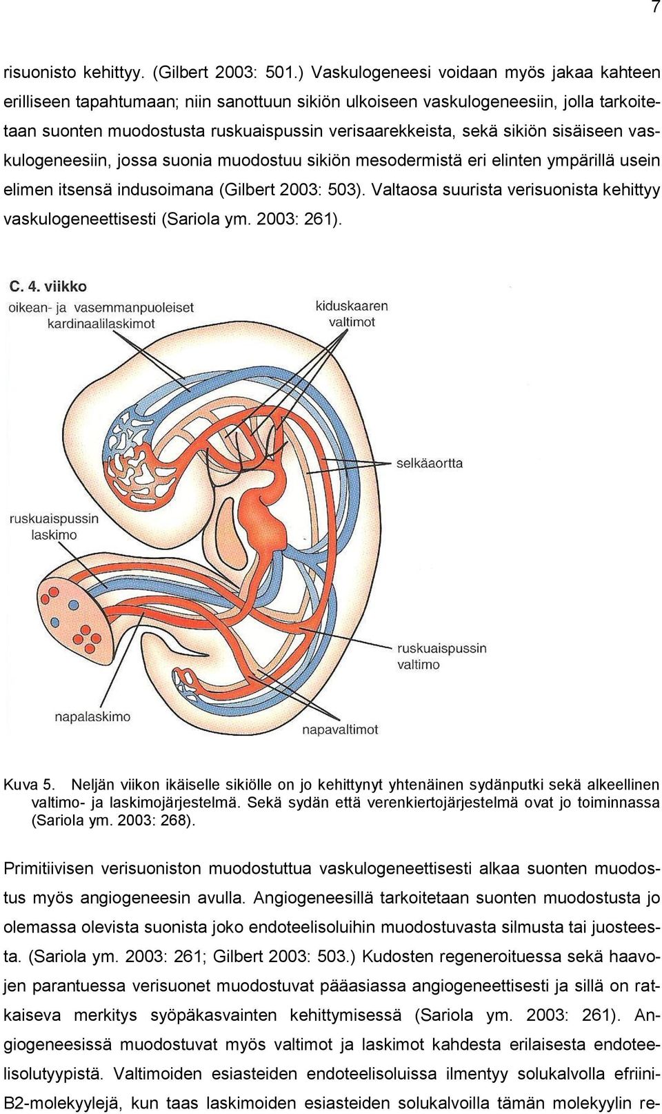 sikiön sisäiseen vaskulogeneesiin, jossa suonia muodostuu sikiön mesodermistä eri elinten ympärillä usein elimen itsensä indusoimana (Gilbert 2003: 503).