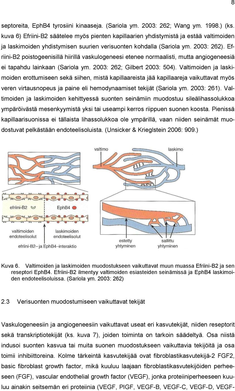 Efriini-B2 poistogeenisillä hiirillä vaskulogeneesi etenee normaalisti, mutta angiogeneesiä ei tapahdu lainkaan (Sariola ym. 2003: 262; Gilbert 2003: 504).