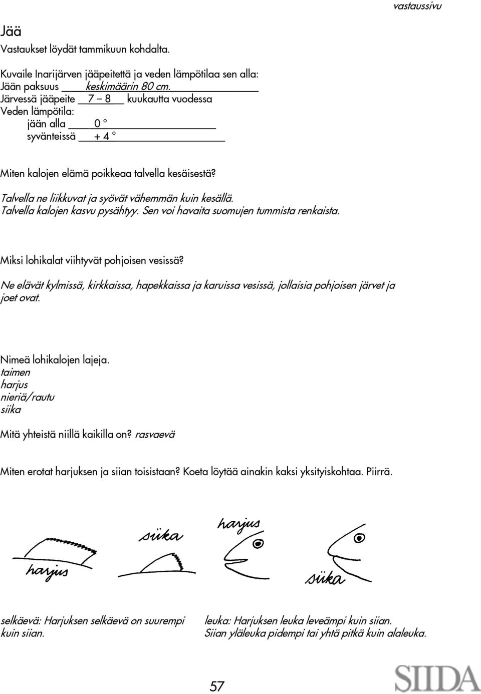 Talvella kalojen kasvu pysähtyy. Sen voi havaita suomujen tummista renkaista. Miksi lohikalat viihtyvät pohjoisen vesissä?