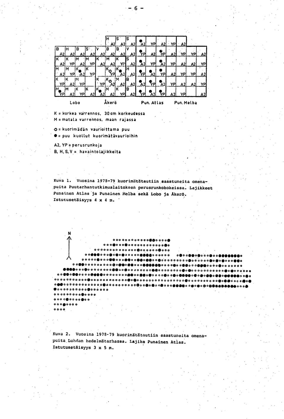 Melba K = korkea varrennos, 30 cm korkeudessa M = matala varrennos, maan rajassa -0 = kuorlmädän vaurioittama puu = puu kuollut kuorimätävaurioihin 42, YP = perusrunkoja 8, H.