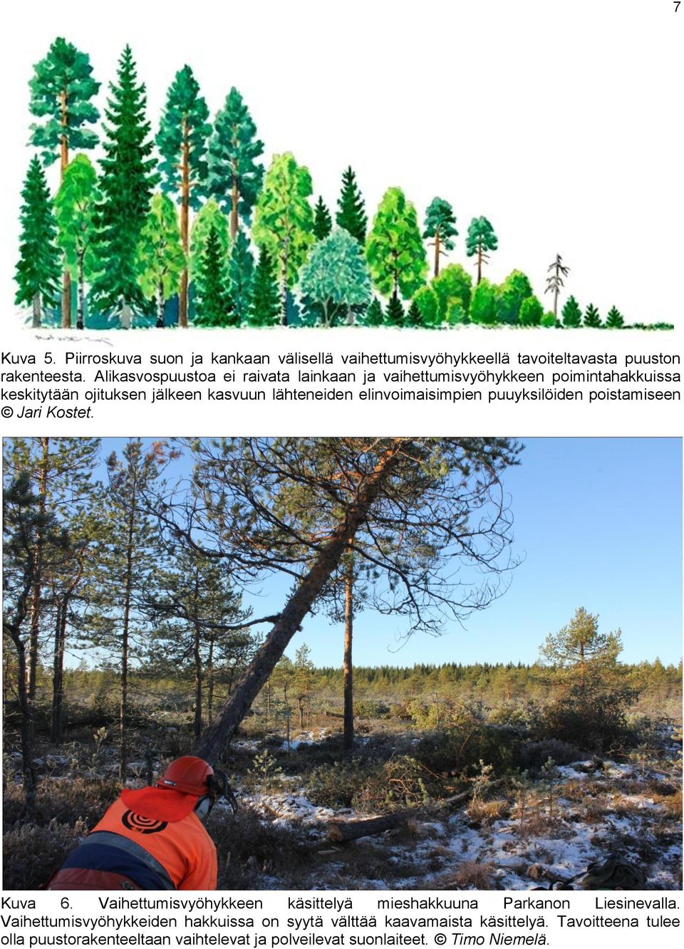 elinvoimaisimpien puuyksilöiden poistamiseen Jari Kostet. Kuva 6. Vaihettumisvyöhykkeen käsittelyä mieshakkuuna Parkanon Liesinevalla.
