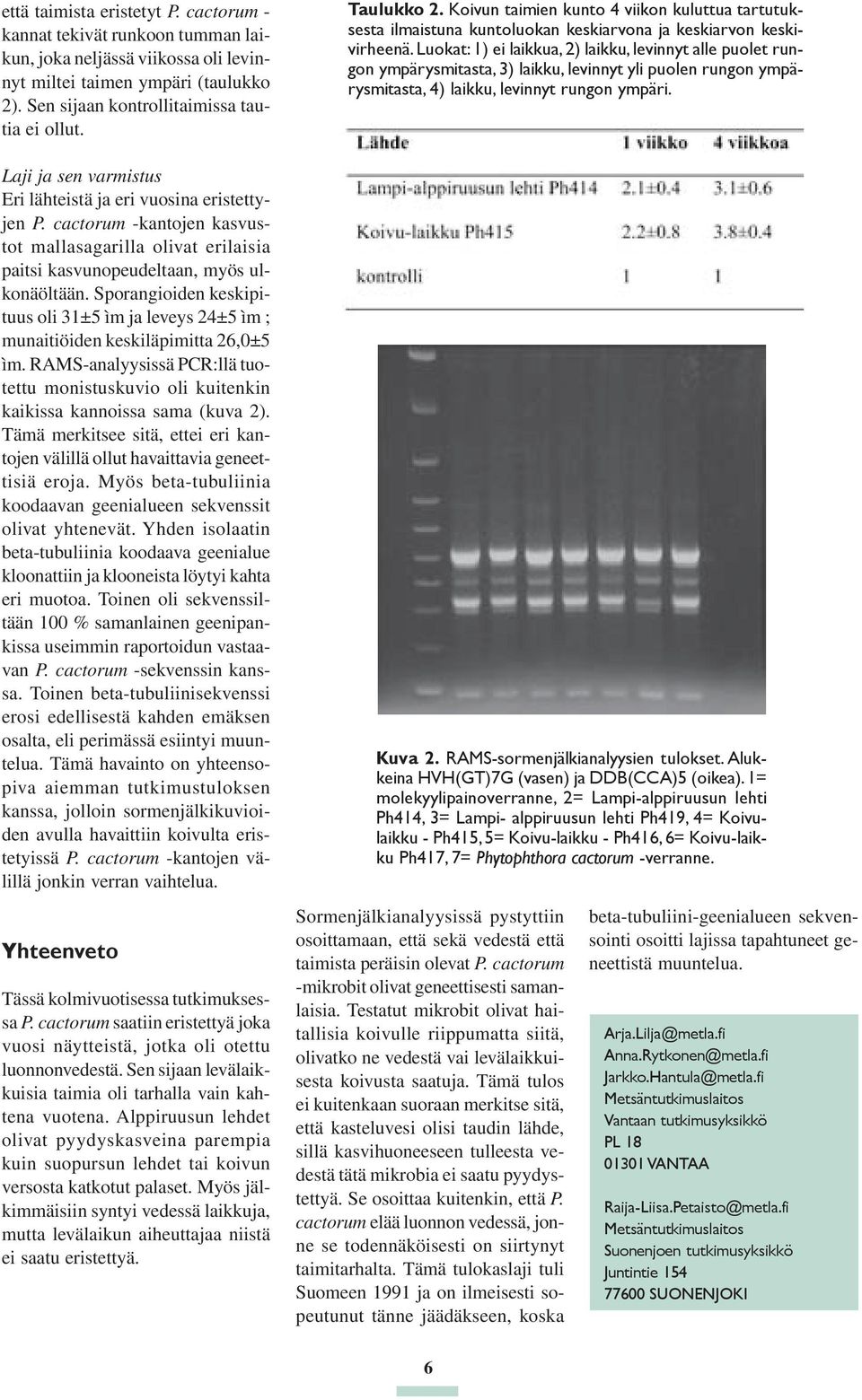 Sporangioiden keskipituus oli 31±5 ìm ja leveys 24±5 ìm ; munaitiöiden keskiläpimitta 26,0±5 ìm. RAMS-analyysissä PCR:llä tuotettu monistuskuvio oli kuitenkin kaikissa kannoissa sama (kuva 2).
