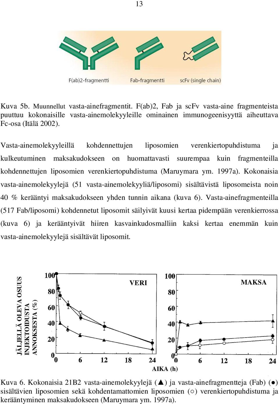 (Maruymara ym. 1997a). Kokonaisia vasta-ainemolekyylejä (51 vasta-ainemolekyyliä/liposomi) sisältävistä liposomeista noin 40 % kerääntyi maksakudokseen yhden tunnin aikana (kuva 6).