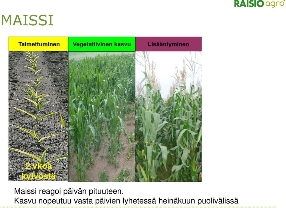 Kasvu nopeutuu vasta