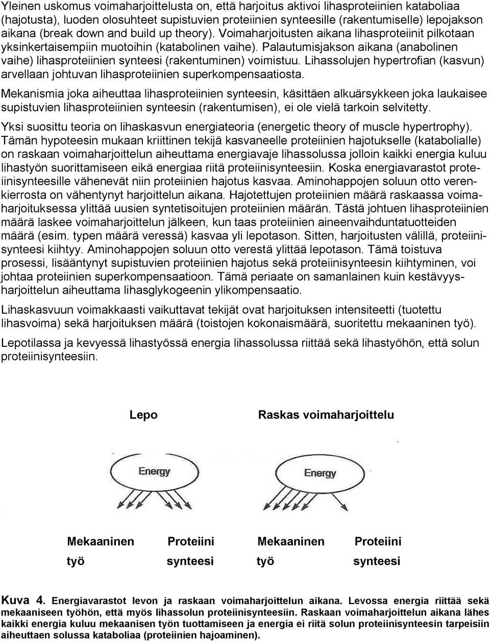 Palautumisjakson aikana (anabolinen vaihe) lihasproteiinien synteesi (rakentuminen) voimistuu. Lihassolujen hypertrofian (kasvun) arvellaan johtuvan lihasproteiinien superkompensaatiosta.