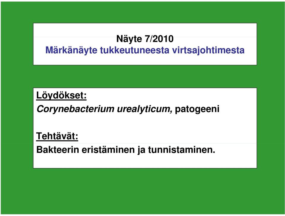 Corynebacterium urealyticum, patogeeni