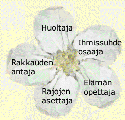 Osaava ammattilainen - omaksi itseksi tuleminen, ehkä murtautuminen ulos vanhasta! - juurtuminen, uran luominen - erityisosaamista, vastuuta Keski-iän siirtymä 40-45 v.