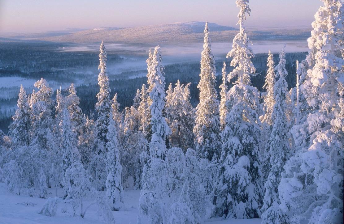 Luonto vaikuttaa ihmisten hyvinvointiin Tutkimustieto luonnon vaikutuksista karttuu jatkuvasti Luonnolla on välittömiä fyysistä ja psyykkistä terveyttä edistäviä