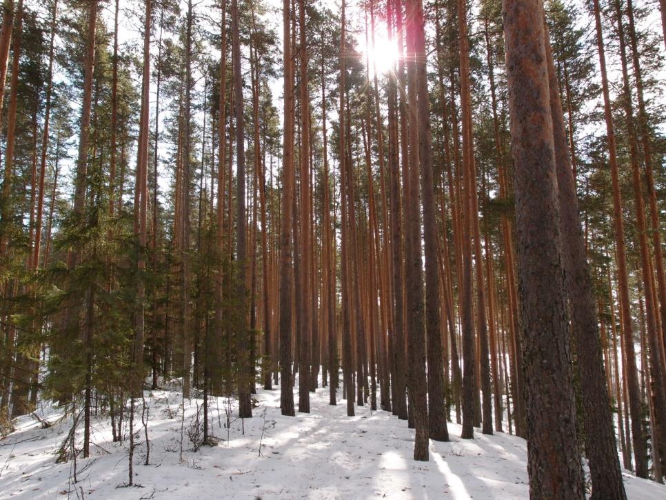 Eväretkelle, marjastamaan, sienestämään Harjuja, järviä, jääkauden jälkiä, Haapasuo 30