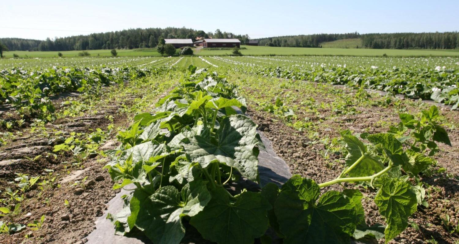 Kuva: Niina Pitkänen/MTT Biohajoavien katemateriaalien kehittely marjan- ja