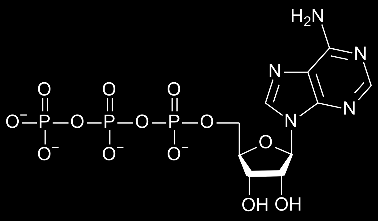 ATP =