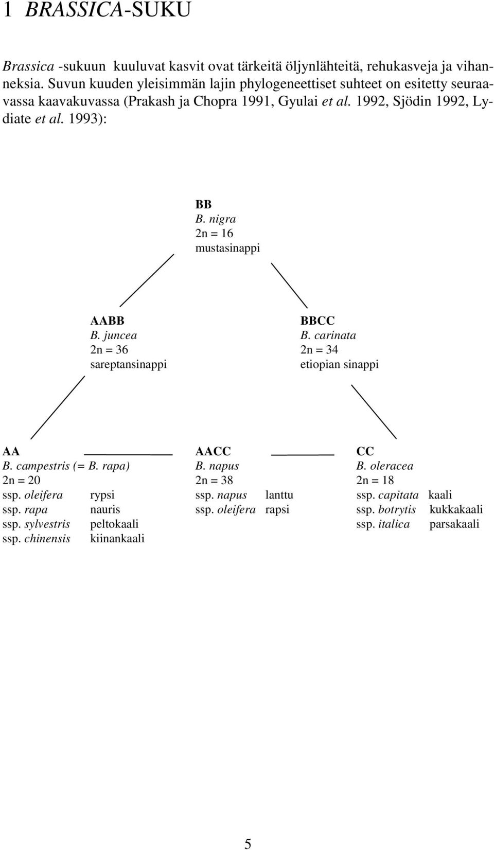 1993): BB B. nigra 2n = 16 mustasinappi AABB BBCC B. juncea B. carinata 2n = 36 2n = 34 sareptansinappi etiopian sinappi AA AACC CC B. campestris (= B. rapa) B. napus B.