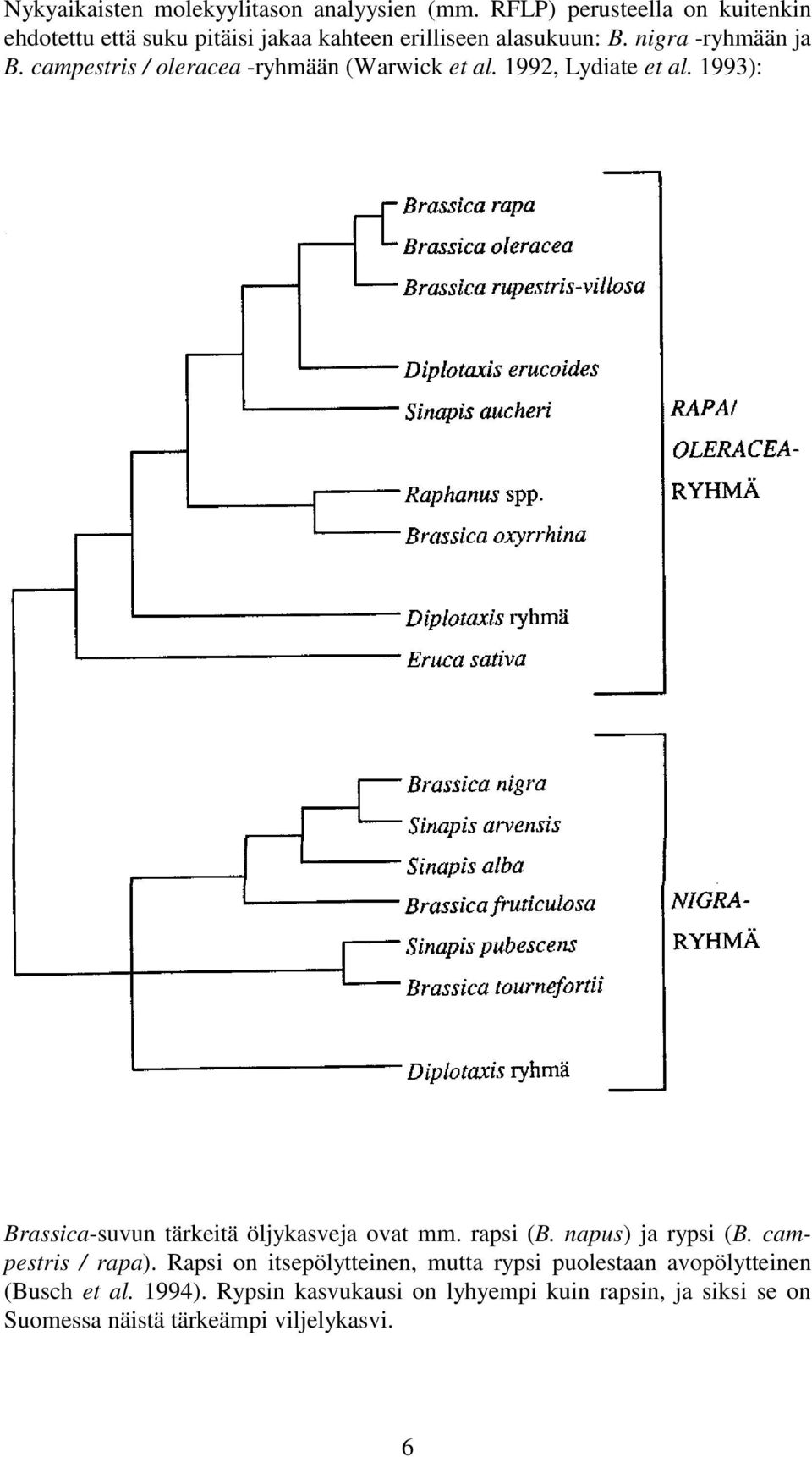campestris / oleracea -ryhmään (Warwick et al. 1992, Lydiate et al. 1993): Brassica-suvun tärkeitä öljykasveja ovat mm. rapsi (B.