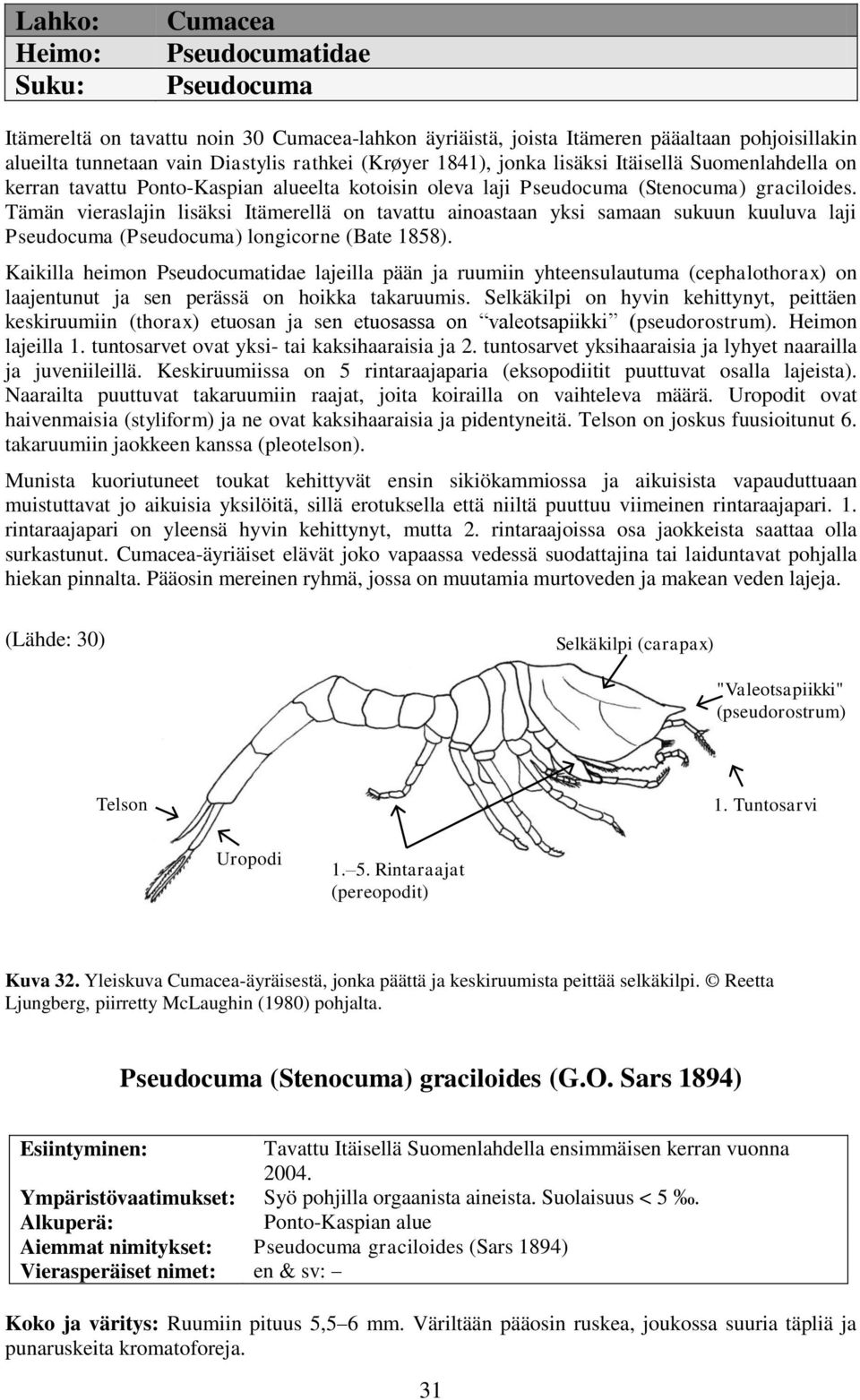Tämän vieraslajin lisäksi Itämerellä on tavattu ainoastaan yksi samaan sukuun kuuluva laji Pseudocuma (Pseudocuma) longicorne (Bate 1858).