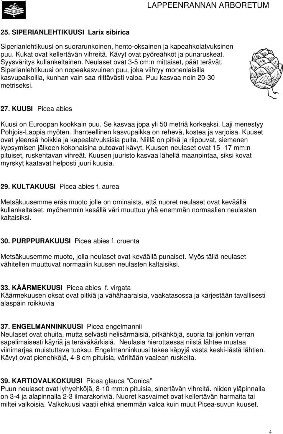 Puu kasvaa noin 20-30 metriseksi. 27. KUUSI Picea abies Kuusi on Euroopan kookkain puu. Se kasvaa jopa yli 50 metriä korkeaksi. Laji menestyy Pohjois-Lappia myöten.