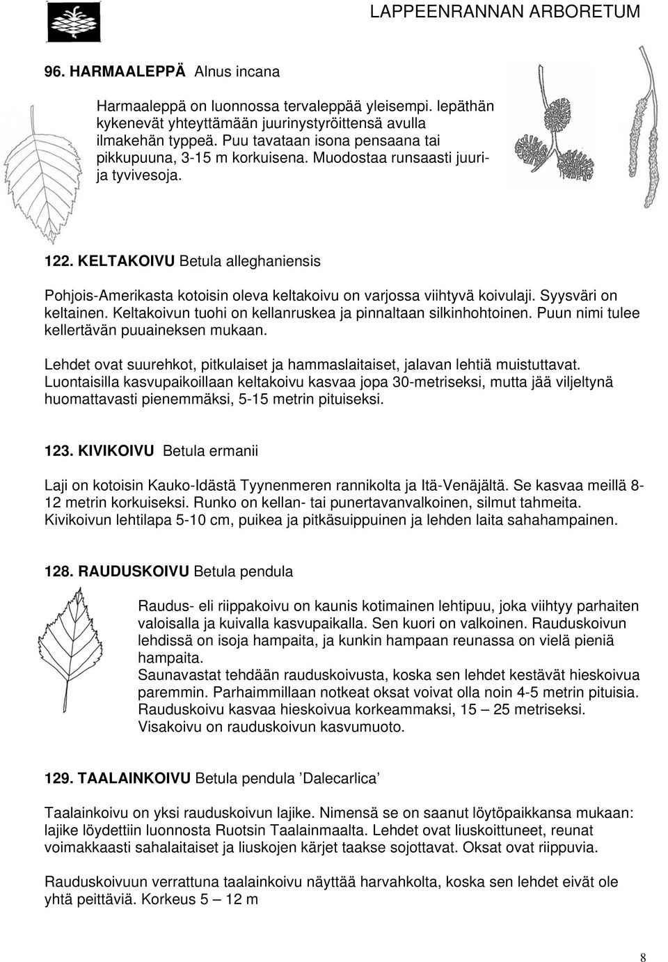 KELTAKOIVU Betula alleghaniensis Pohjois-Amerikasta kotoisin oleva keltakoivu on varjossa viihtyvä koivulaji. Syysväri on keltainen. Keltakoivun tuohi on kellanruskea ja pinnaltaan silkinhohtoinen.