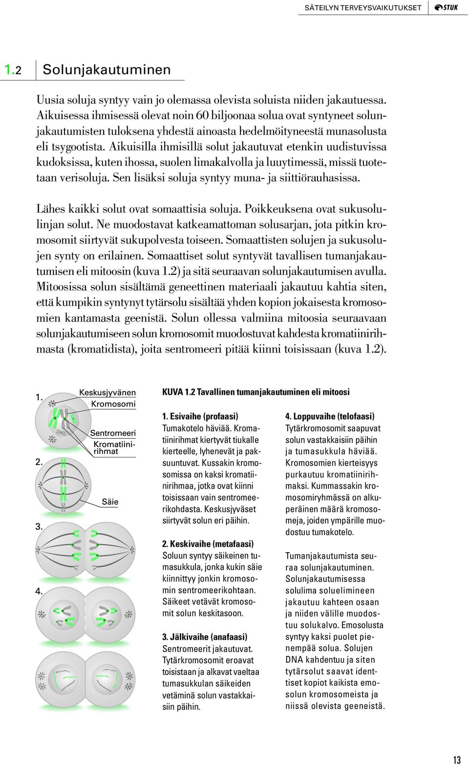 Aikuisilla ihmisillä solut jakautuvat etenkin uudistuvissa kudoksissa, kuten ihossa, suolen limakalvolla ja luuytimessä, missä tuotetaan verisoluja.