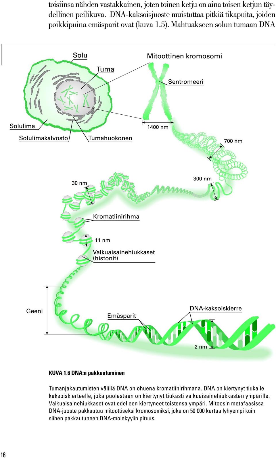 6 DNA:n pakkautuminen Tumanjakautumisten välillä DNA on ohuena kromatiinirihmana.