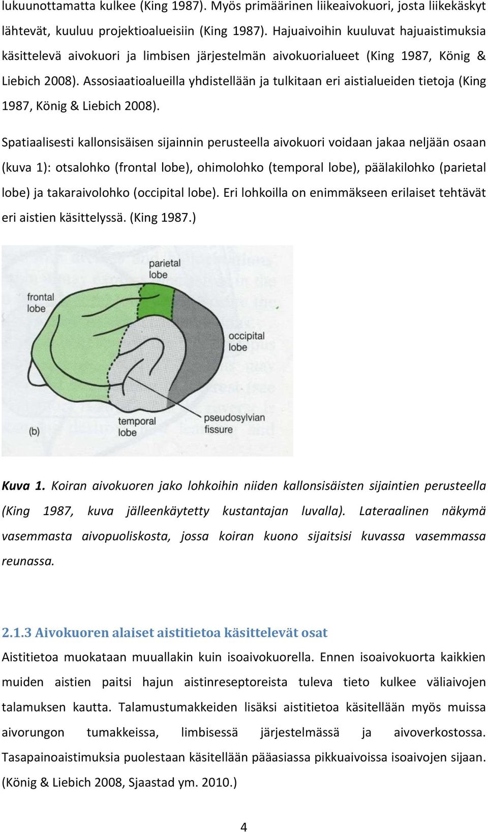 Assosiaatioalueilla yhdistellään ja tulkitaan eri aistialueiden tietoja (King 1987, König & Liebich 2008).