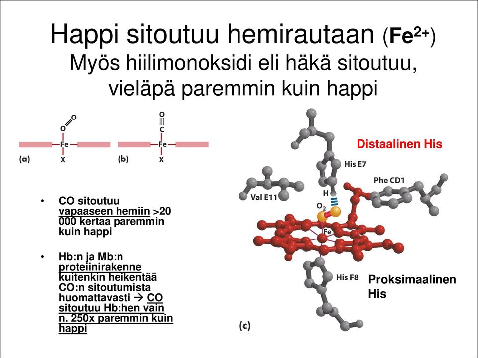 paremmin kuin happi Hb:n ja Mb:n proteiinirakenne kuitenkin heikentää CO:n