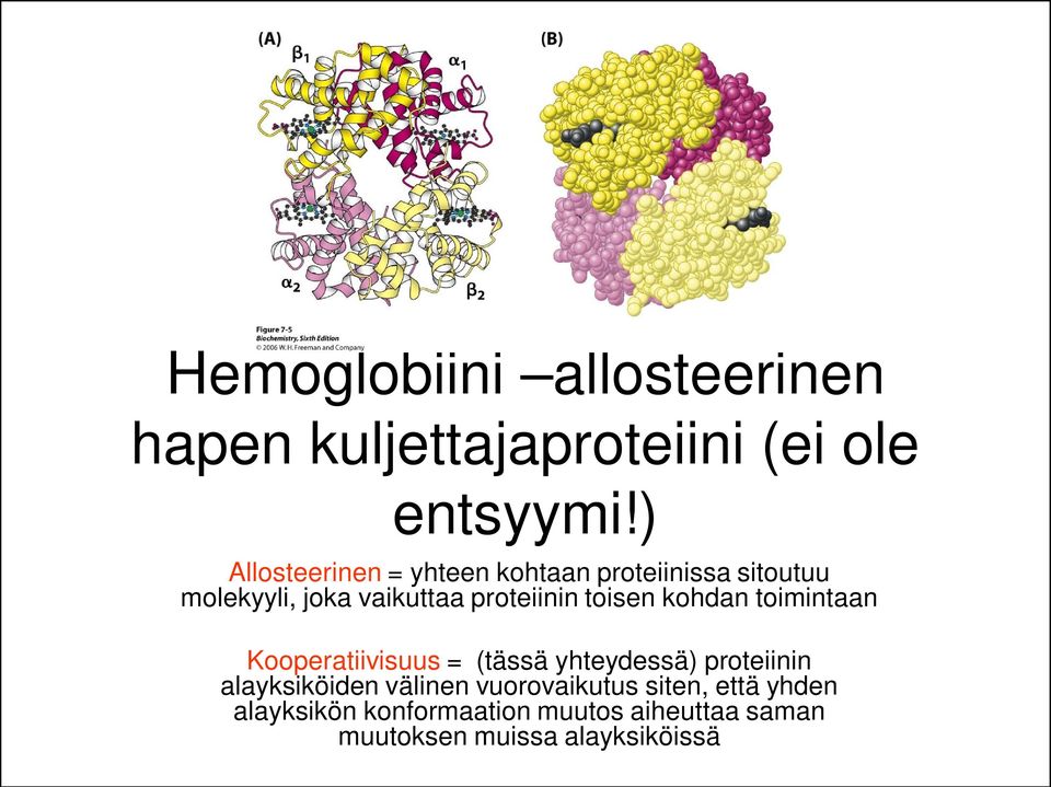 toisen kohdan toimintaan Kooperatiivisuus = (tässä yhteydessä) proteiinin alayksiköiden