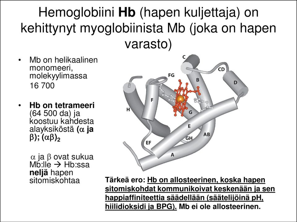 ovat sukua Mb:lle Hb:ssa neljä hapen sitomiskohtaa Tärkeä ero: Hb on allosteerinen, koska hapen sitomiskohdat