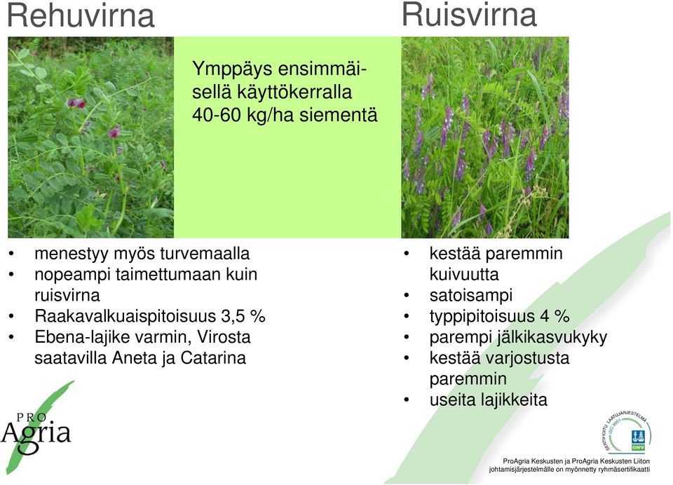 Ebena-lajike varmin, Virosta saatavilla Aneta ja Catarina kestää paremmin kuivuutta