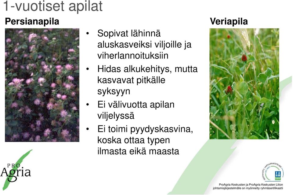 kasvavat pitkälle syksyyn Ei välivuotta apilan viljelyssä Ei