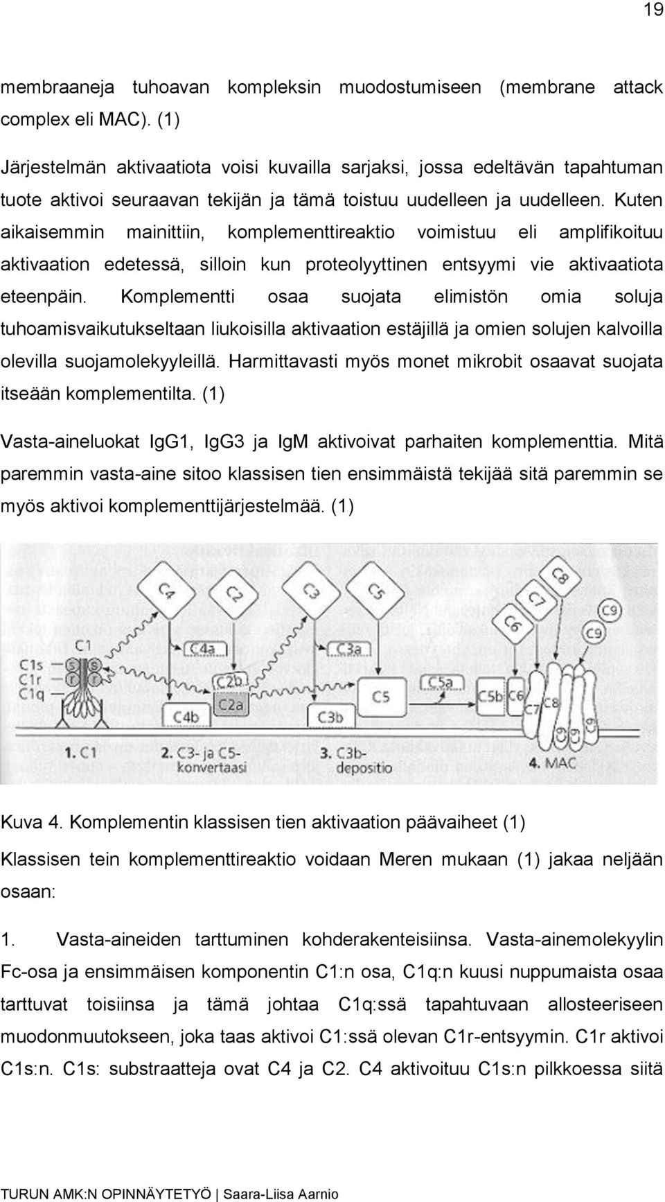 Kuten aikaisemmin mainittiin, komplementtireaktio voimistuu eli amplifikoituu aktivaation edetessä, silloin kun proteolyyttinen entsyymi vie aktivaatiota eteenpäin.