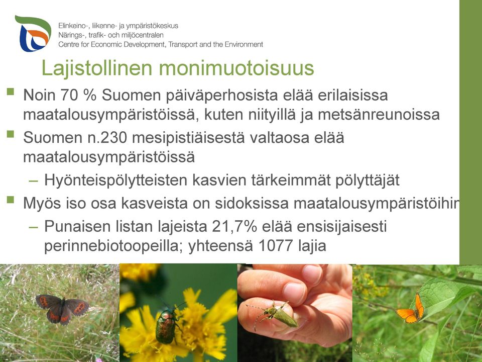230 mesipistiäisestä valtaosa elää maatalousympäristöissä Hyönteispölytteisten kasvien tärkeimmät