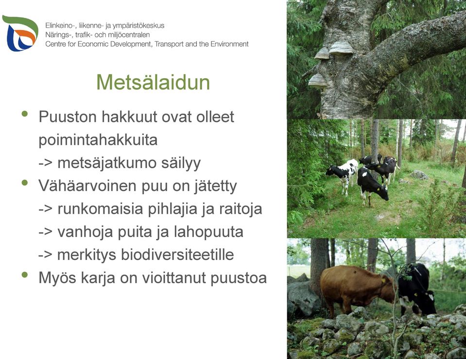 runkomaisia pihlajia ja raitoja -> vanhoja puita ja