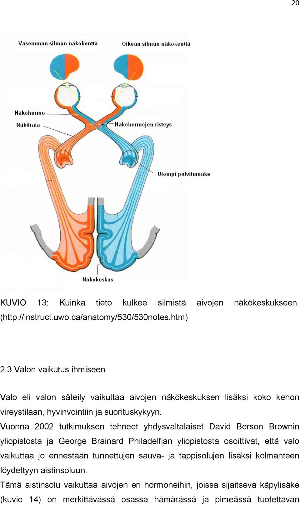 Vuonna 2002 tutkimuksen tehneet yhdysvaltalaiset David Berson Brownin yliopistosta ja George Brainard Philadelfian yliopistosta osoittivat, että valo vaikuttaa jo