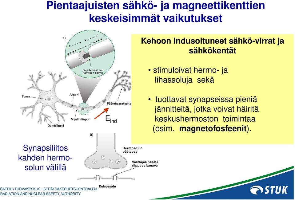 sekä E ind tuottavat synapseissa pieniä jännitteitä, jotka voivat häiritä