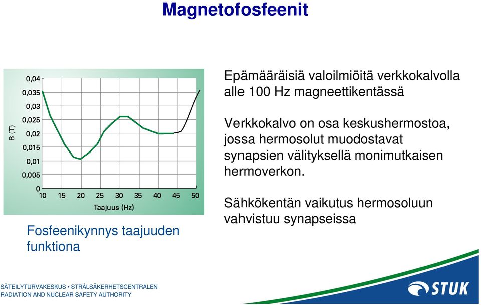 muodostavat synapsien välityksellä monimutkaisen hermoverkon.