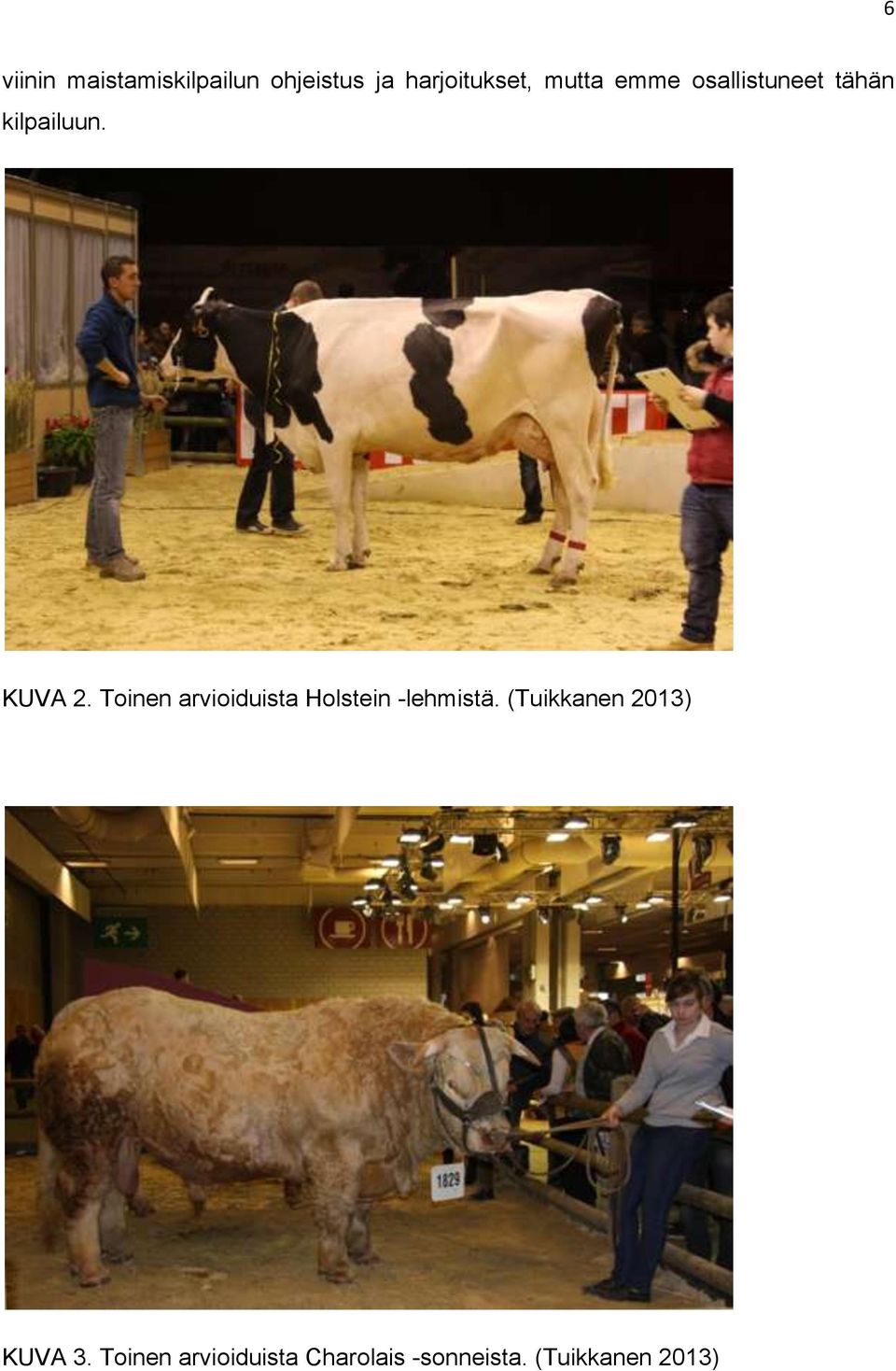 Toinen arvioiduista Holstein -lehmistä.