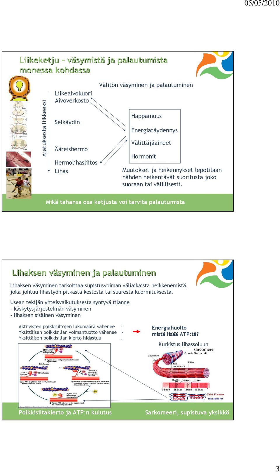 Mikä tahansa osa ketjusta voi tarvita palautumista Lihaksen väsyminen v ja palautuminen Lihaksen väsyminen tarkoittaa supistusvoiman väliaikaista heikkenemistä, joka johtuu lihastyön pitkästä