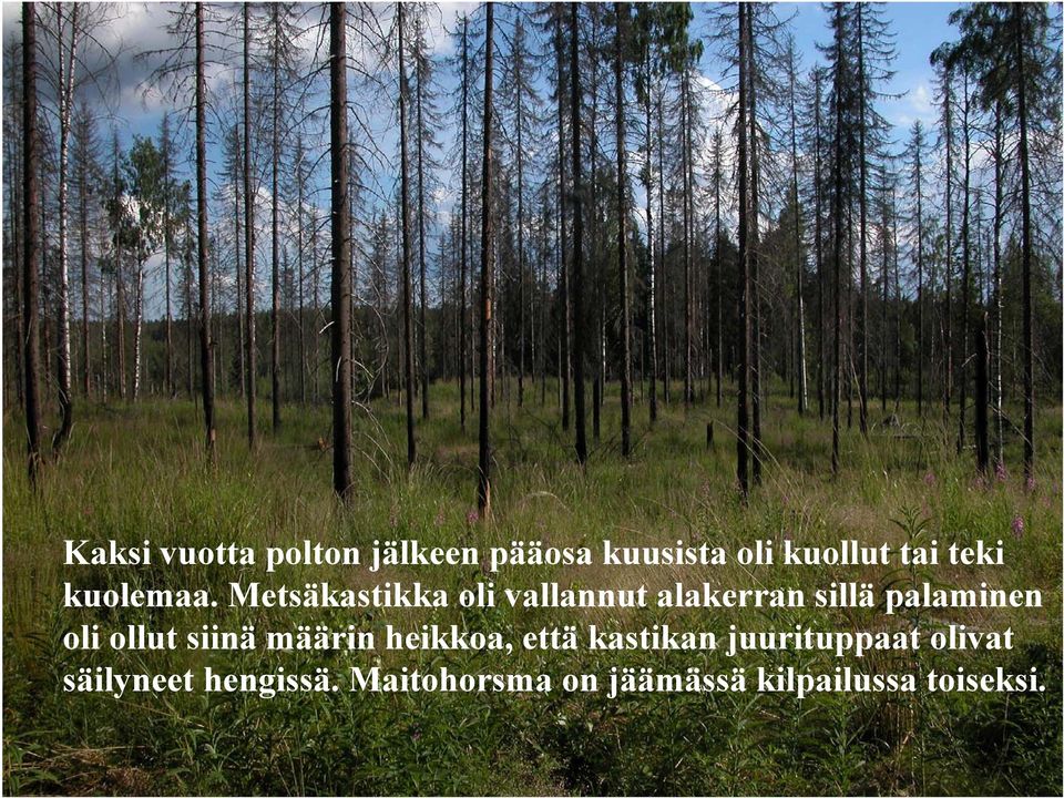 Metsäkastikka oli vallannut alakerran sillä palaminen oli ollut