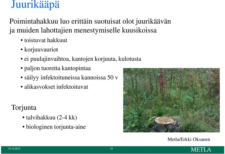 korjuuta, kulotusta paljon tuoretta kantopintaa säilyy infektoituneissa kannoissa 50 v