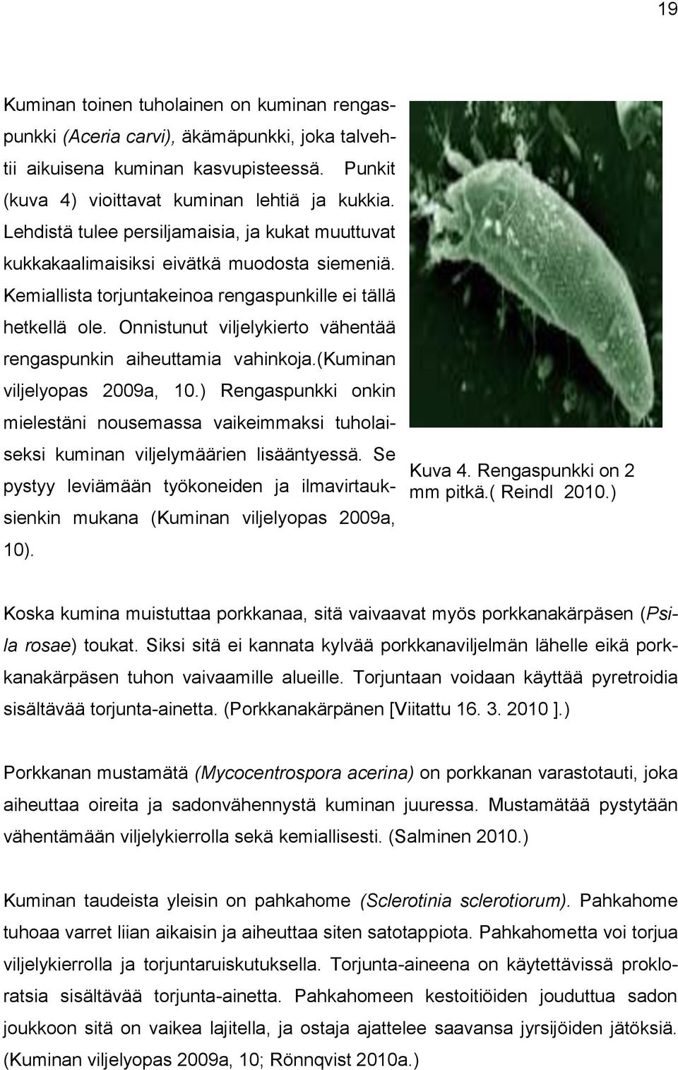 Onnistunut viljelykierto vähentää rengaspunkin aiheuttamia vahinkoja.(kuminan viljelyopas 2009a, 10.