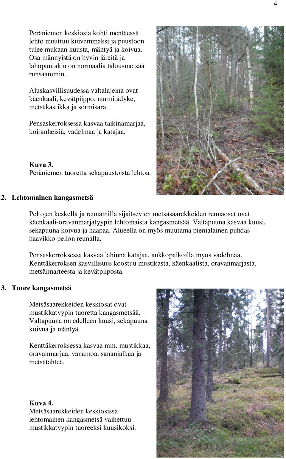 Peräniemen tuoretta sekapuustoista lehtoa. 2.