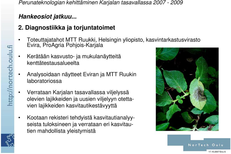 Kerätään kasvusto- ja mukulanäytteitä kenttätestausalueelta Analysoidaan näytteet Eviran ja MTT Ruukin laboratoriossa Verrataan