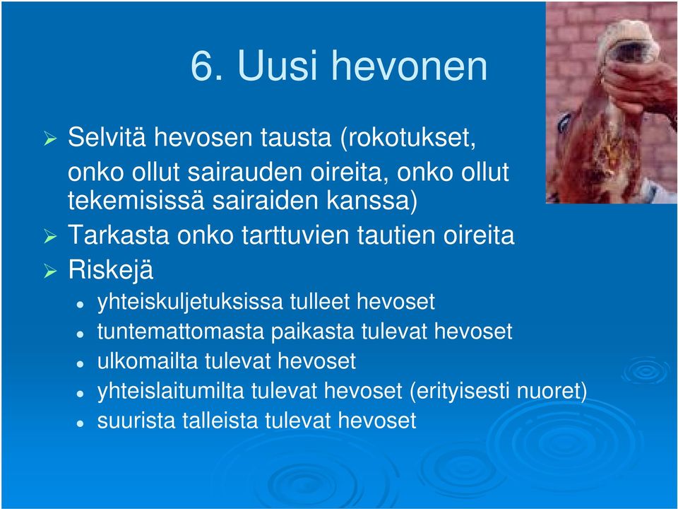 yhteiskuljetuksissa tulleet hevoset tuntemattomasta paikasta tulevat hevoset ulkomailta