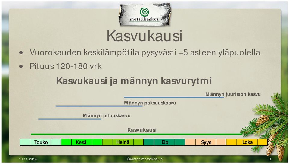 Männyn paksuuskasvu Männyn juuriston kasvu Männyn pituuskasvu