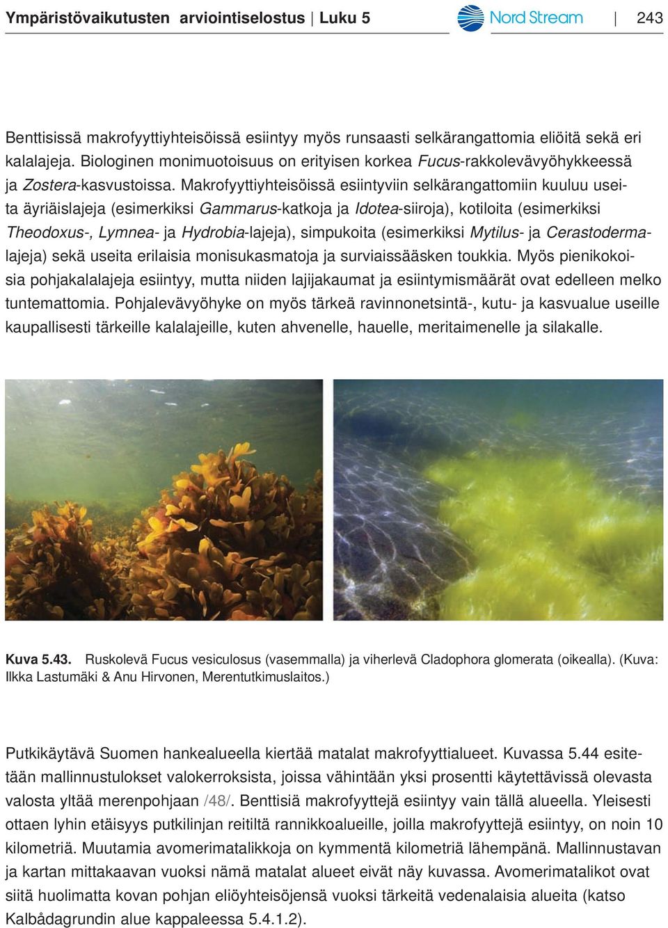 Makrofyyttiyhteisöissä esiintyviin selkärangattomiin kuuluu useita äyriäislajeja (esimerkiksi Gammarus-katkoja ja Idotea-siiroja), kotiloita (esimerkiksi Theodoxus-, Lymnea- ja Hydrobia-lajeja),