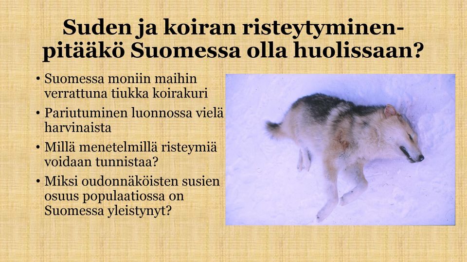 luonnossa vielä harvinaista Millä menetelmillä risteymiä voidaan