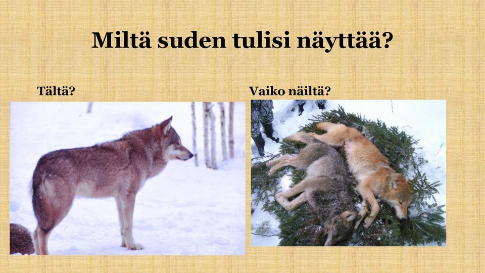 näyttää?